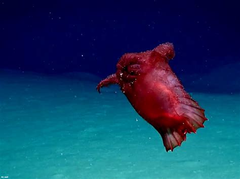 A Rare Sighting of the ‘Headless Chicken Monster’ of the Sea.